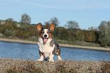 CORGI CARDIGAN 262